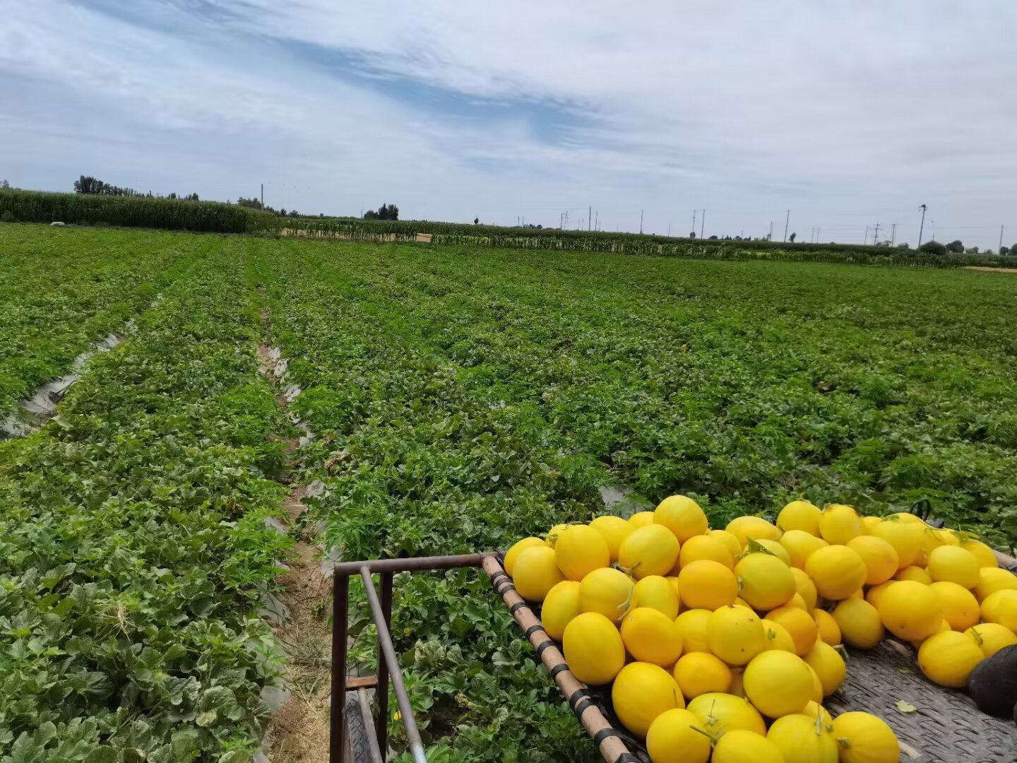 西州蜜瓜采摘现场特写