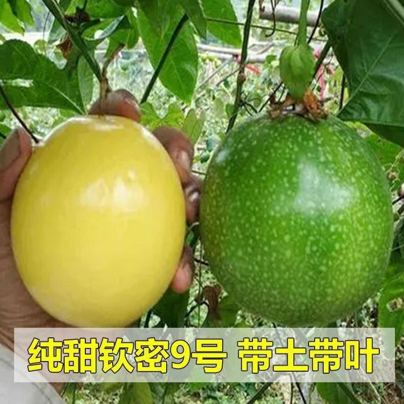 新品钦密9号黄金百香果苗嫁接苗爬藤一年四季超甜百香果苗
