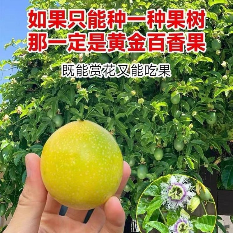 新品钦密9号黄金百香果苗嫁接苗爬藤一年四季超甜百香果苗