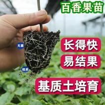 新品钦密9号黄金百香果苗嫁接苗爬藤一年四季超甜百香果苗