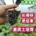 新品钦密9号黄金百香果苗嫁接苗爬藤一年四季超甜百香果苗