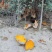 峨眉山富硒土鸡蛋双色增香不满意包退每天新鲜发货