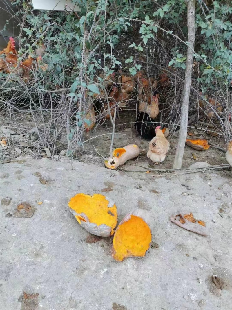 峨眉山富硒土鸡蛋双色增香不满意包退每天新鲜发货