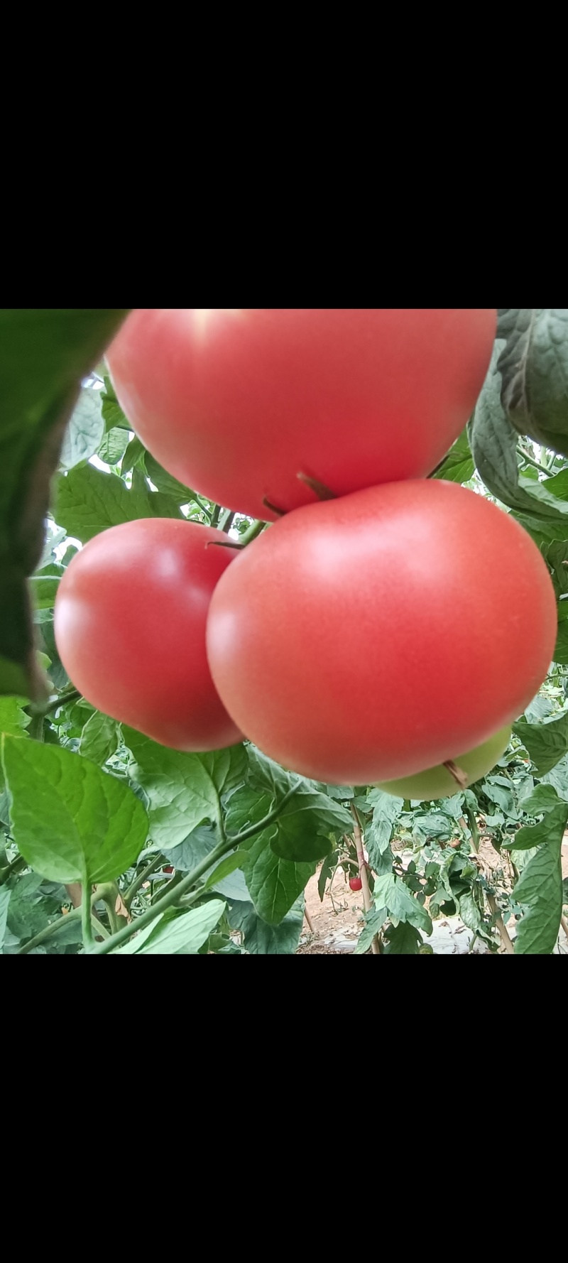 大量有货