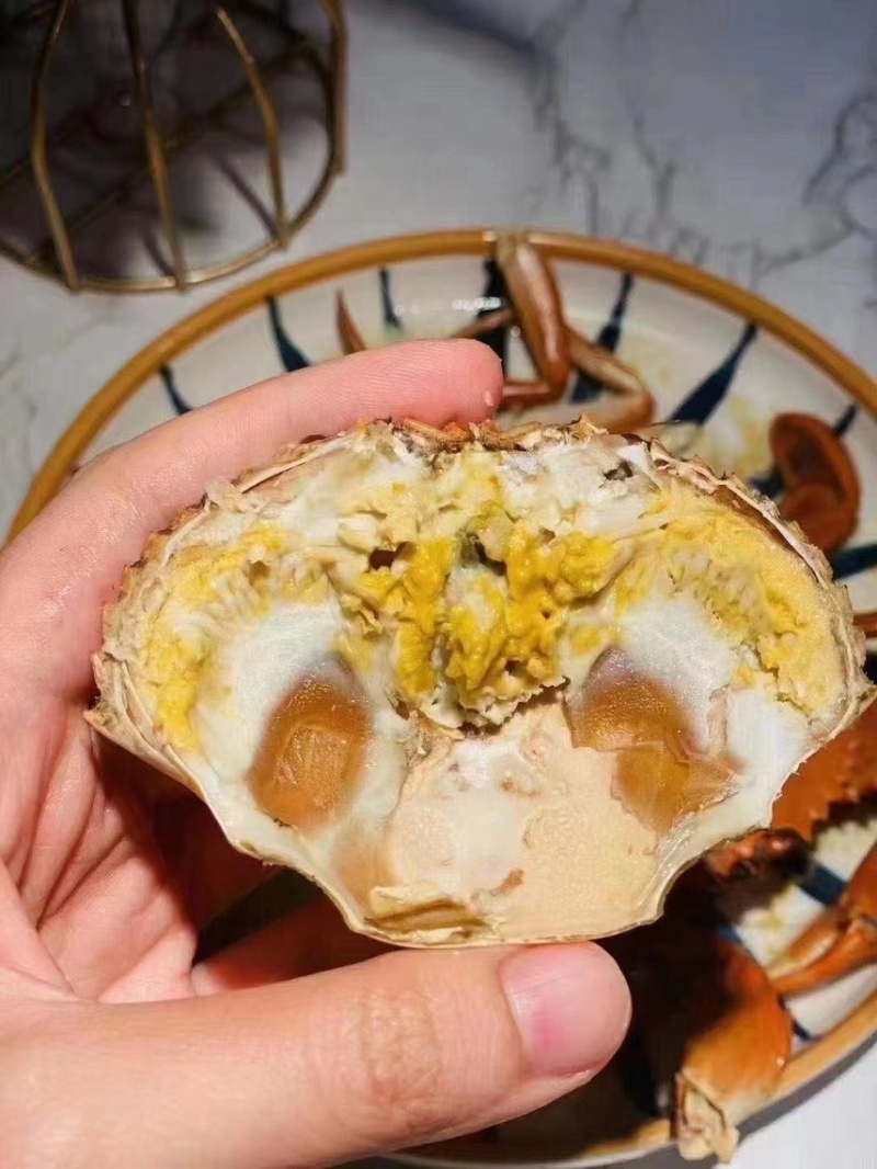 【锯缘青蟹】一级黄膏肉蟹肥度包肥顶膏顶肉那种靓螃蟹