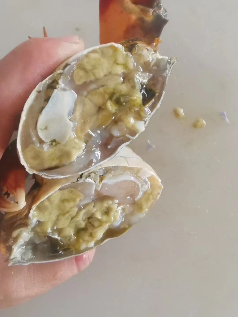 【锯缘青蟹】一级黄膏肉蟹肥度包肥顶膏顶肉那种靓螃蟹