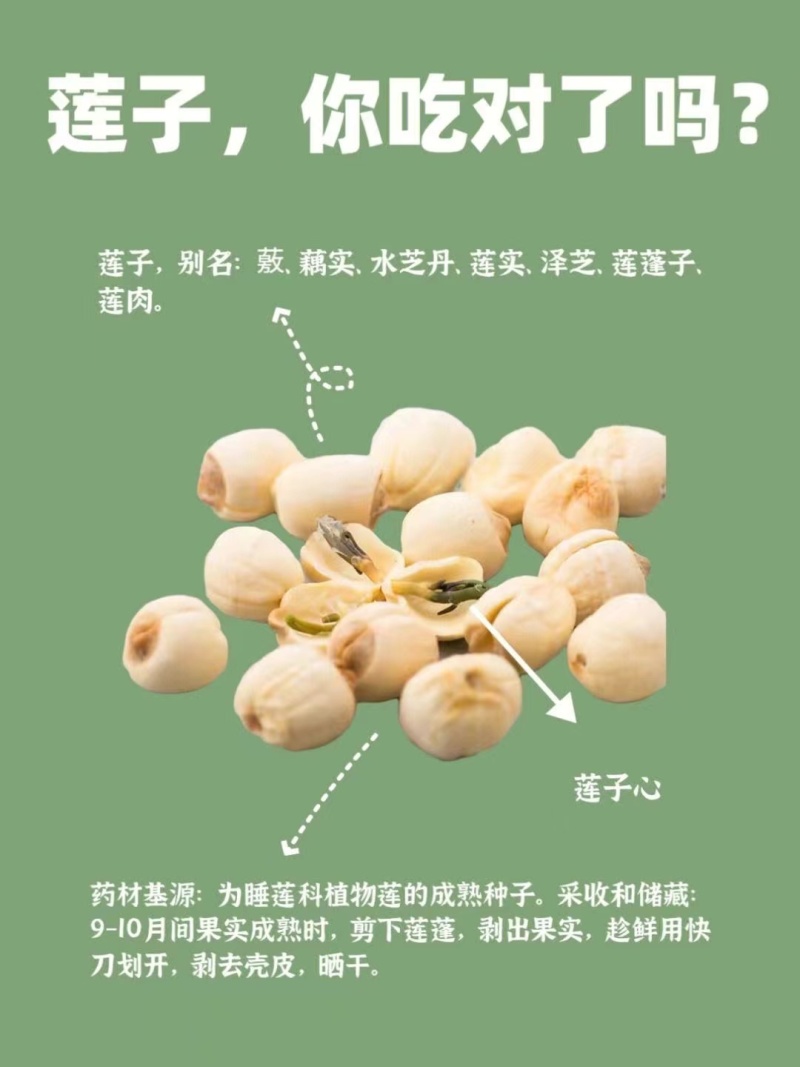 大量新鲜白莲子原产地上市，保证现采现发鲜莲草莲