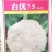 松花菜种子台优75早中熟小米粒青梗松花菜品种好种植