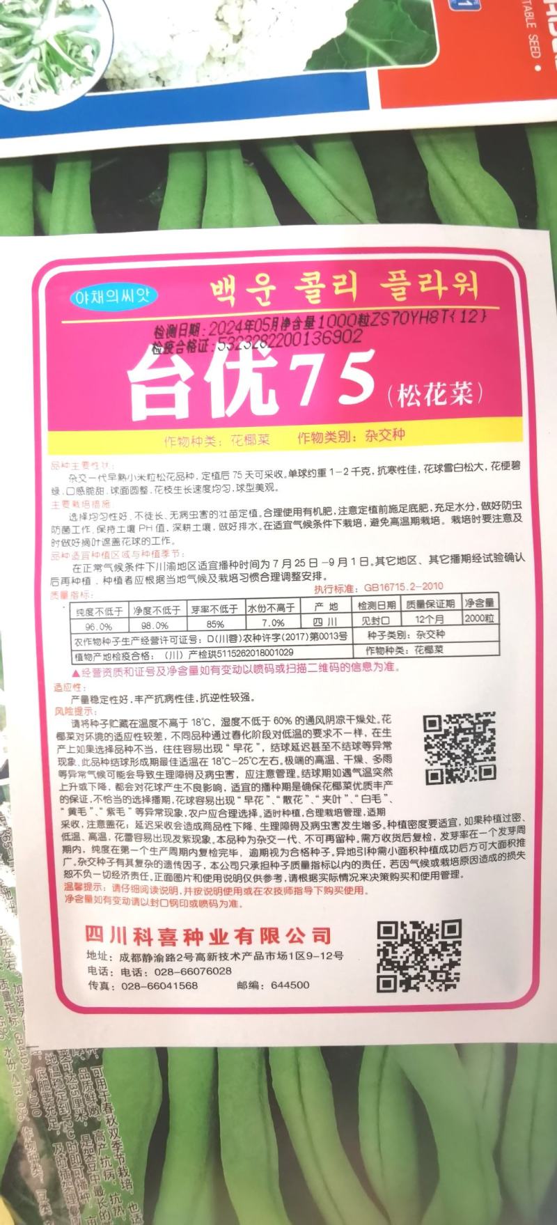 松花菜种子台优75早中熟小米粒青梗松花菜品种好种植