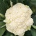松花菜种子台优75早中熟小米粒青梗松花菜品种好种植