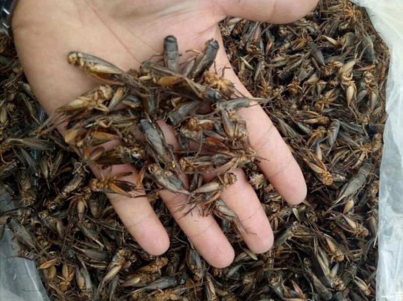 蟋蟀，冻货，干货，活体，蟋蟀卵（包技术，包养出）