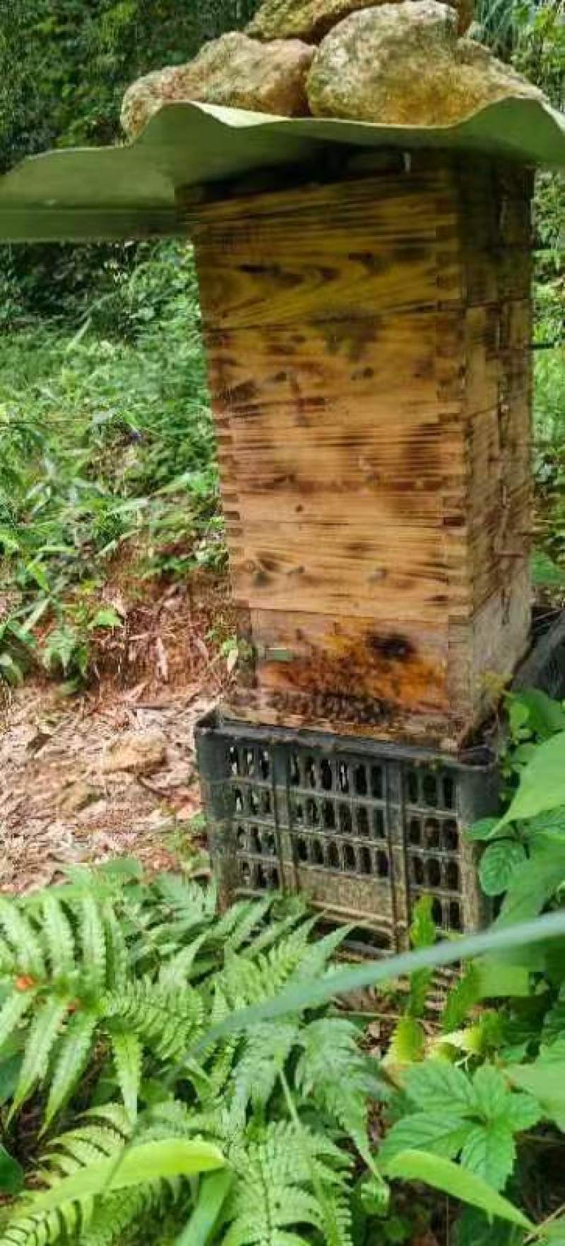 正宗江西武功山农村土蜂蜜，采百花，量大优惠