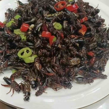 蟋蟀，冻货，干货，活体，蟋蟀卵（包技术，包养出）