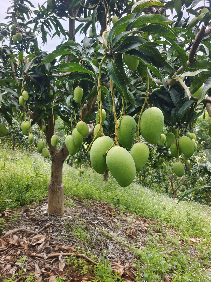 想卖芒果