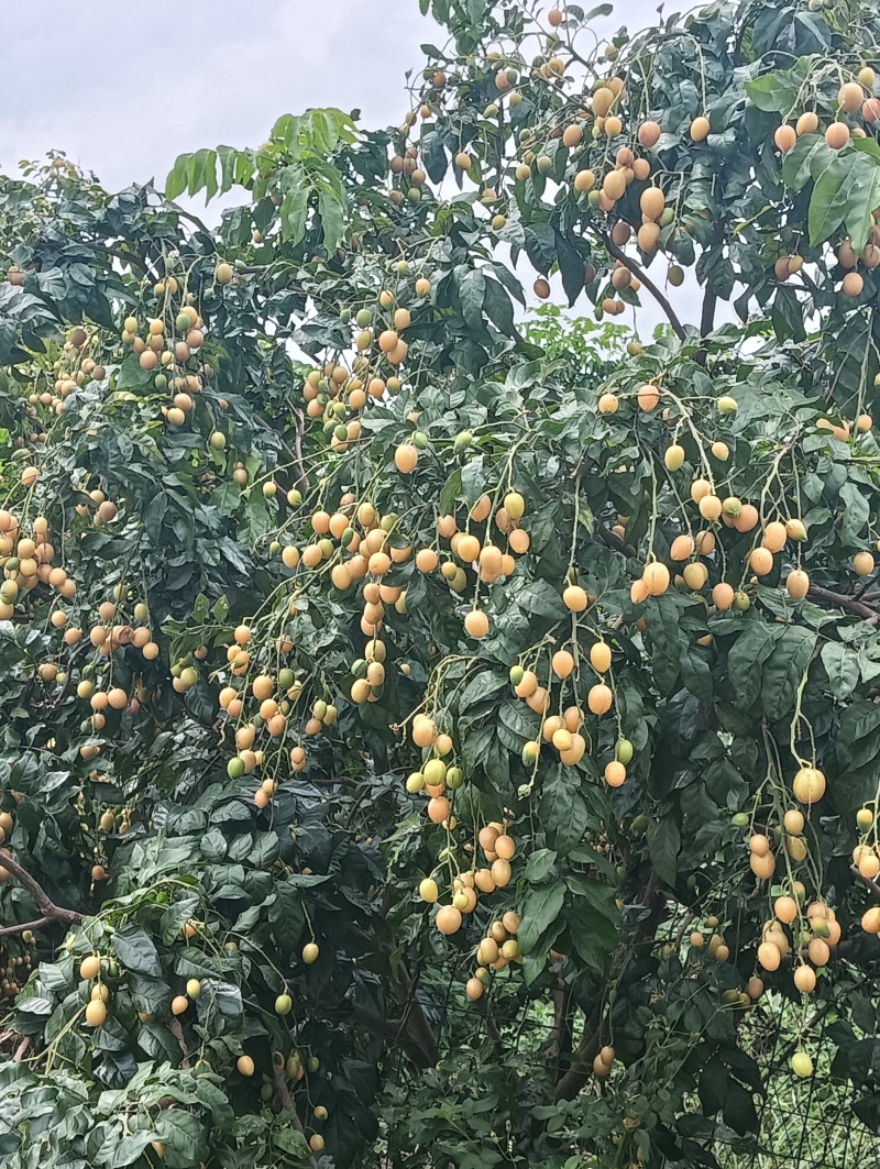 精品口感甜黄皮果量大价优产地直发全国欢迎电联