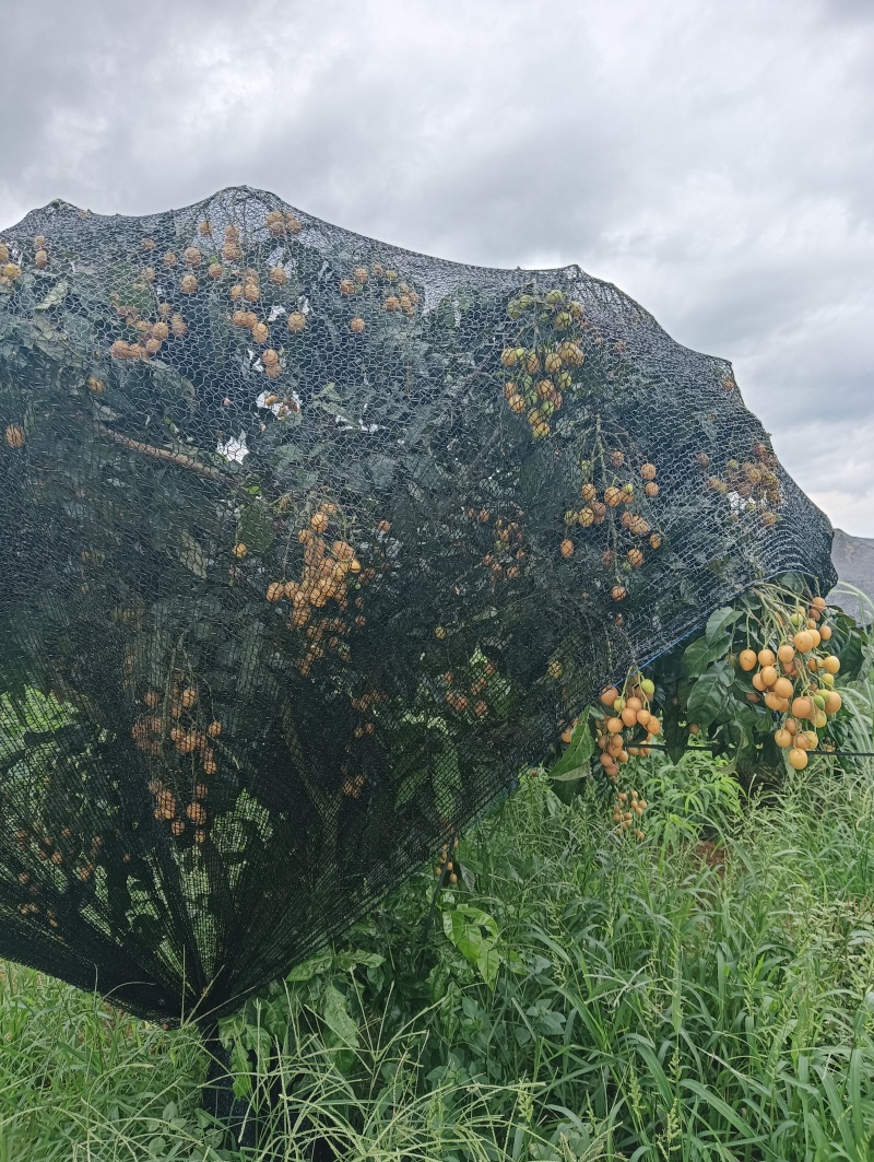 精品口感甜黄皮果量大价优产地直发全国欢迎电联