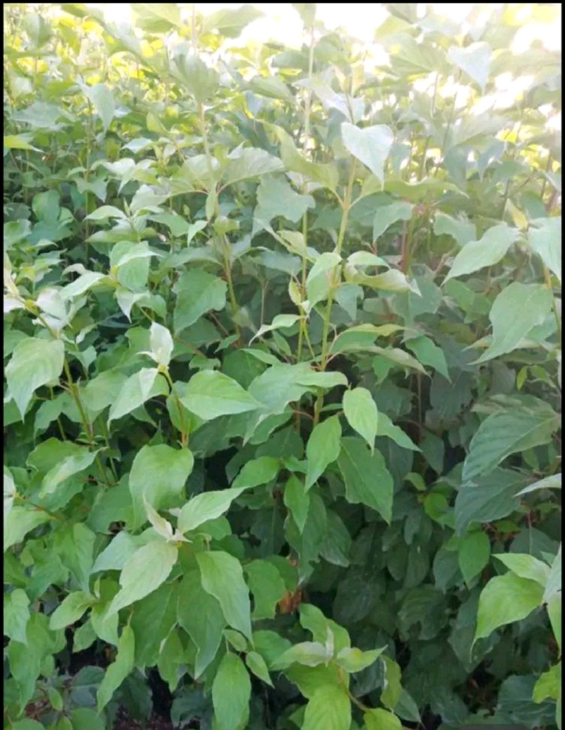 红瑞木苗红瑞木树苗基地直供营养钵杯苗量大从优