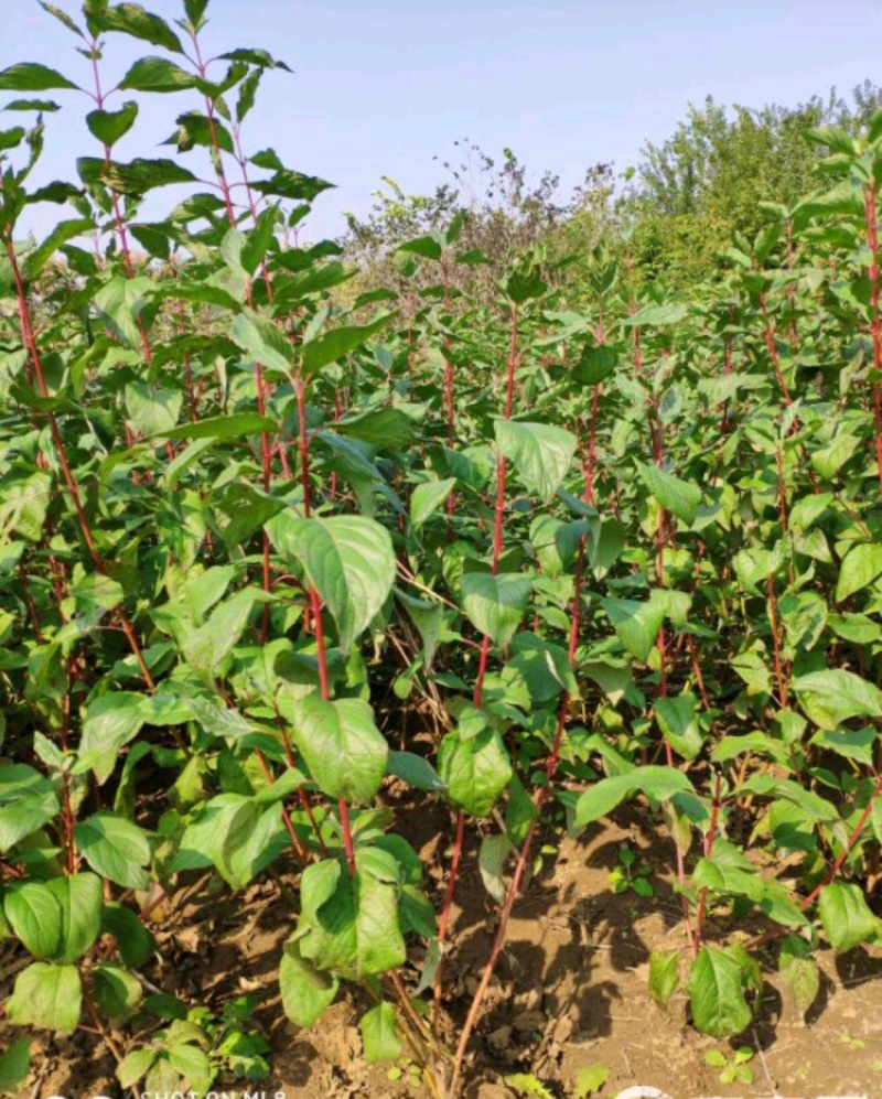 红瑞木苗红瑞木树苗基地直供营养钵杯苗量大从优