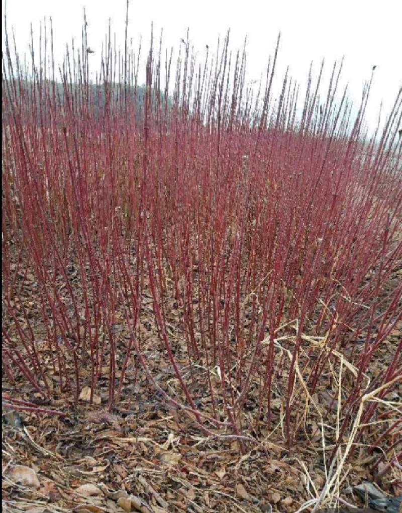 红瑞木苗红瑞木树苗基地直供营养钵杯苗量大从优