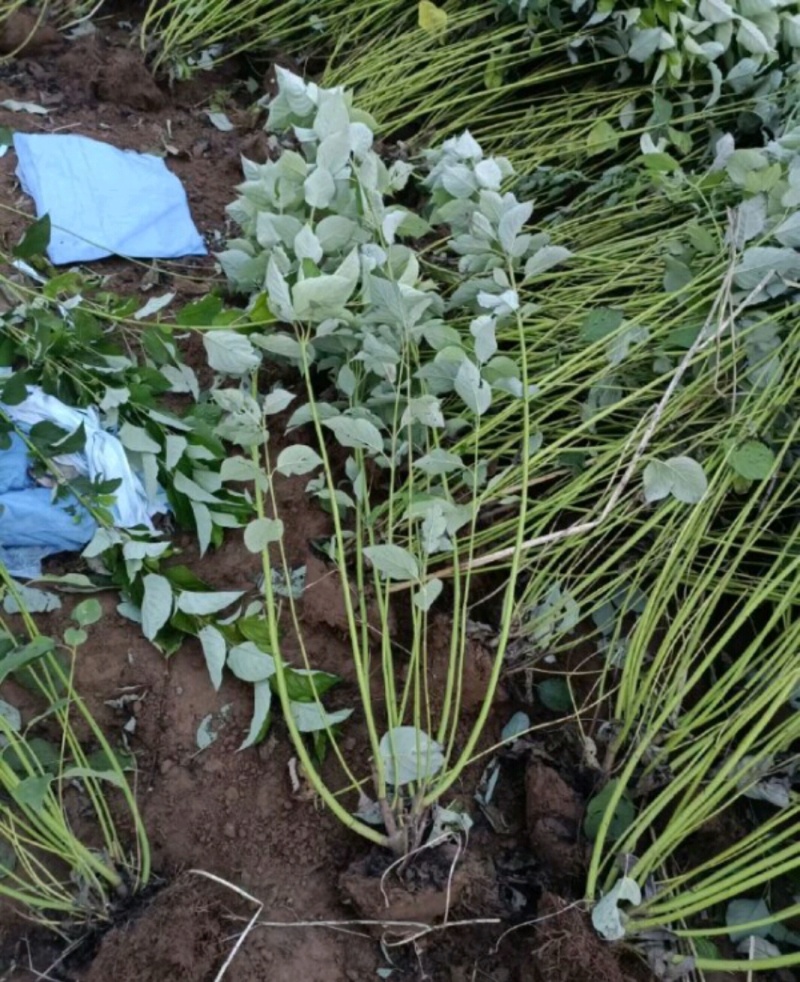 红瑞木苗红瑞木树苗基地直供营养钵杯苗量大从优