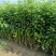 红瑞木苗红瑞木树苗基地直供营养钵杯苗量大从优