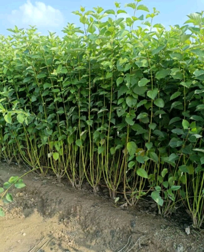 红瑞木苗红瑞木树苗基地直供营养钵杯苗量大从优