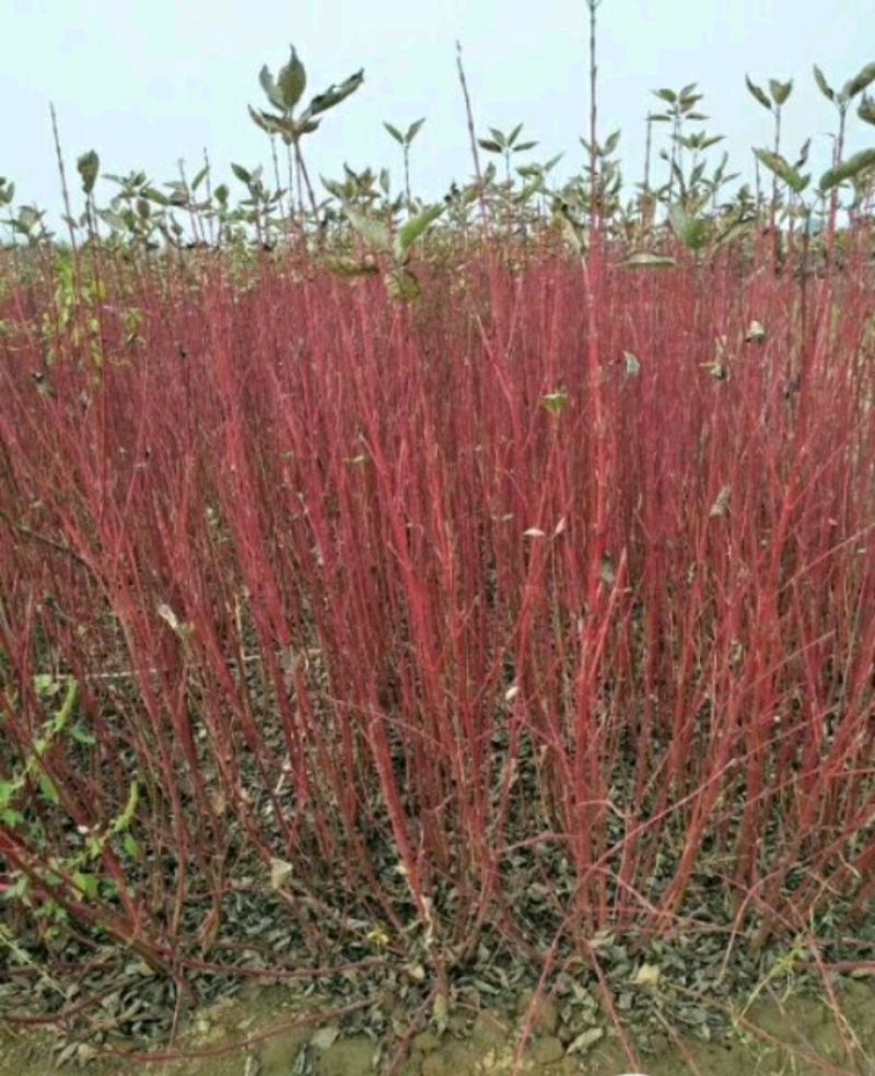 红瑞木苗红瑞木树苗基地直供营养钵杯苗量大从优
