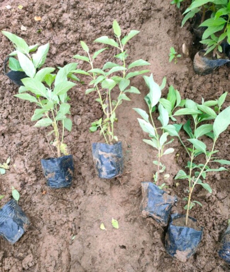 红瑞木苗红瑞木树苗基地直供营养钵杯苗量大从优