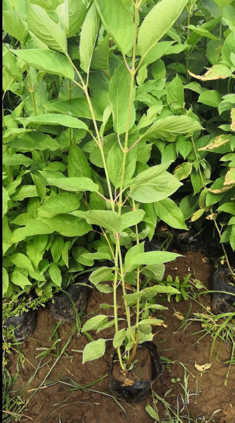 红瑞木苗红瑞木树苗基地直供营养钵杯苗量大从优