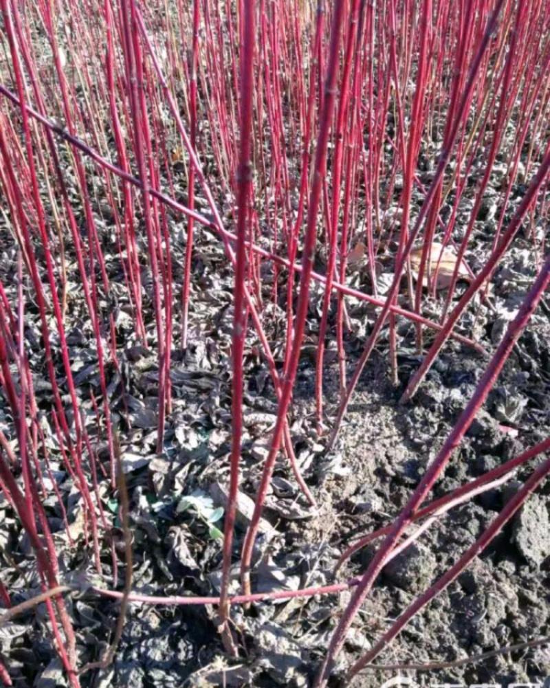 红瑞木苗红瑞木树苗基地直供营养钵杯苗量大从优