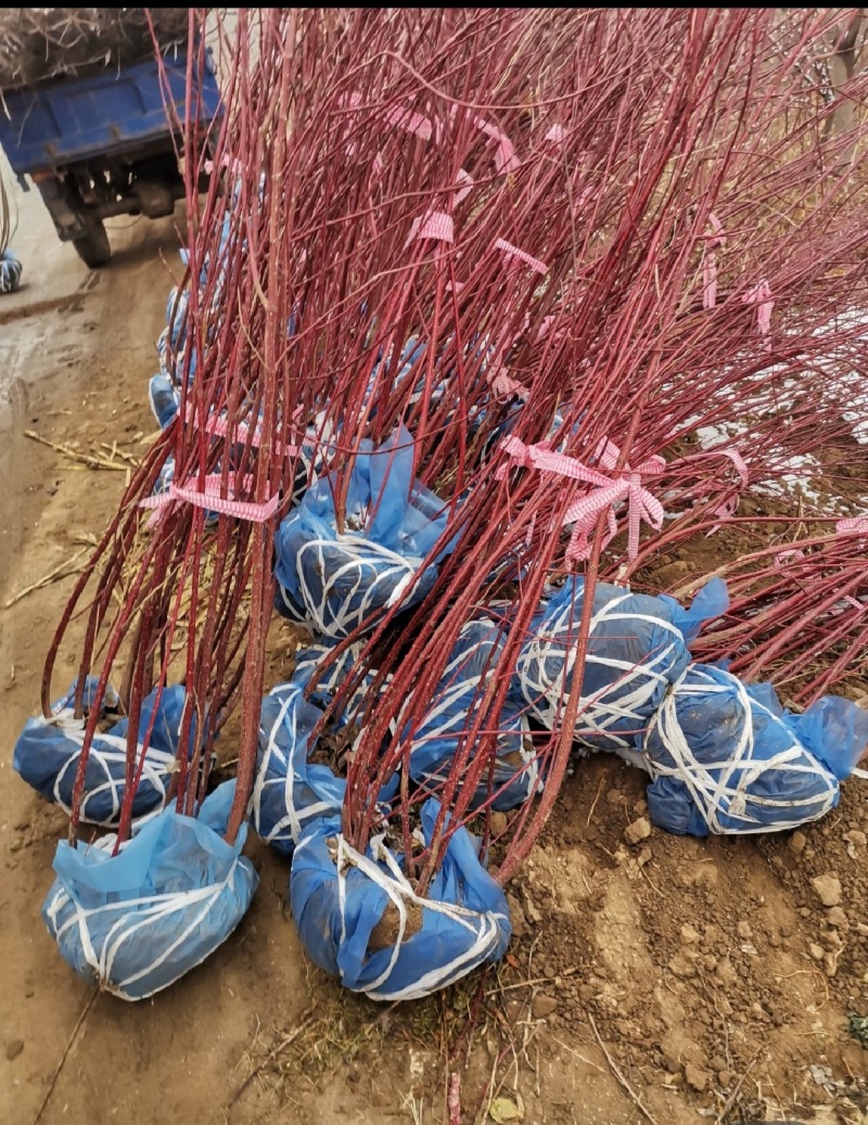 红瑞木苗红瑞木树苗基地直供营养钵杯苗量大从优