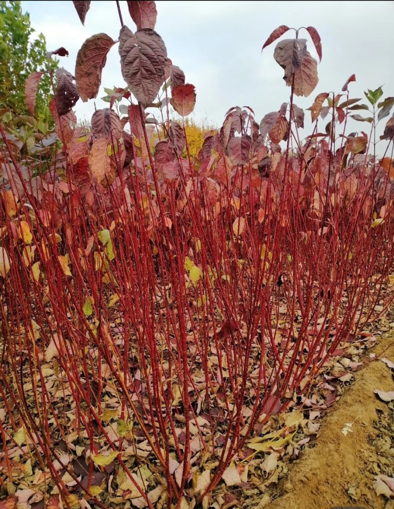 红瑞木苗红瑞木树苗基地直供营养钵杯苗量大从优