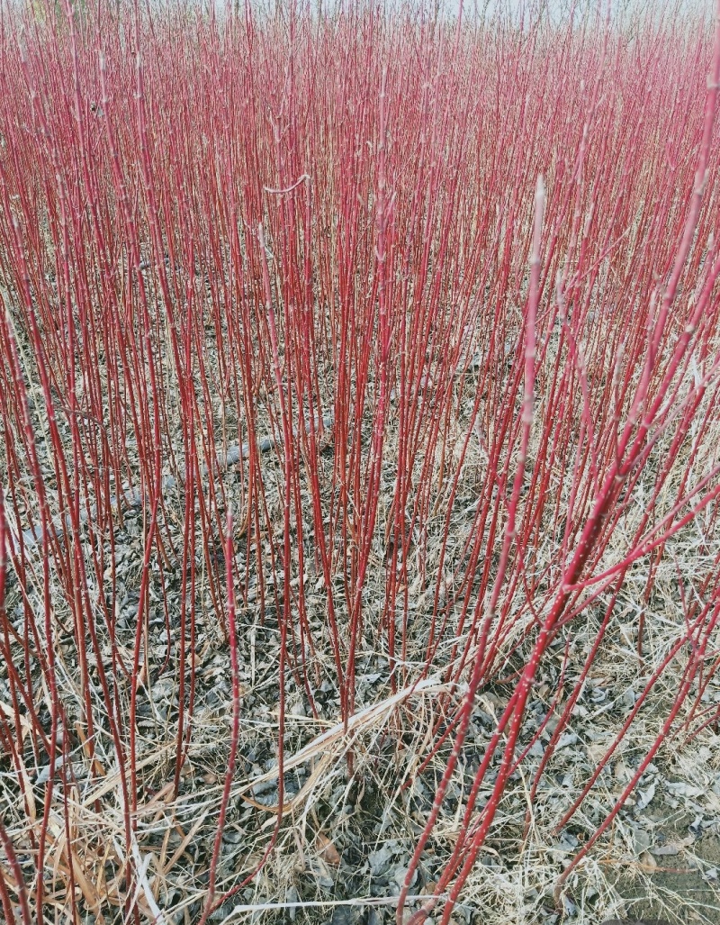 红瑞木苗红瑞木树苗基地直供营养钵杯苗量大从优