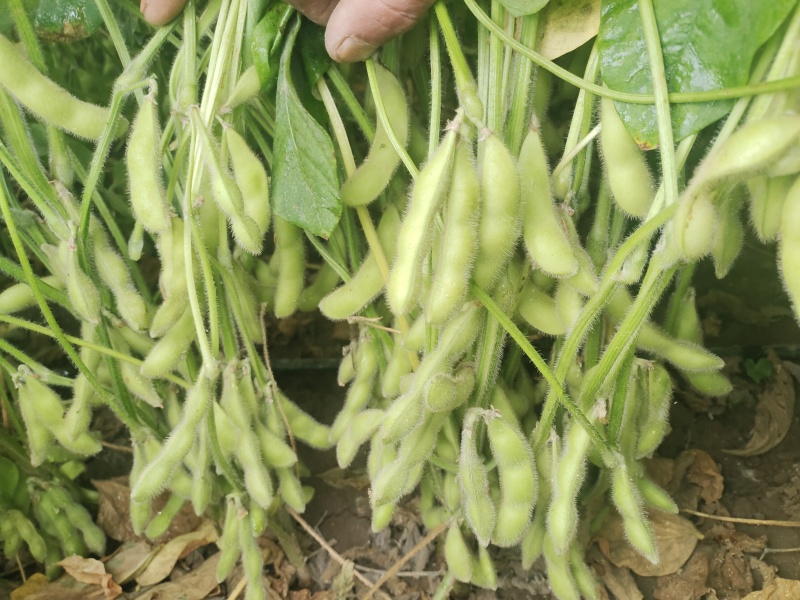 新鲜毛豆