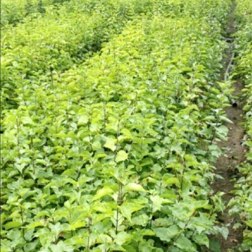 丁香苗陕西丁香苗树苗营养钵杯苗基地直销量大从优