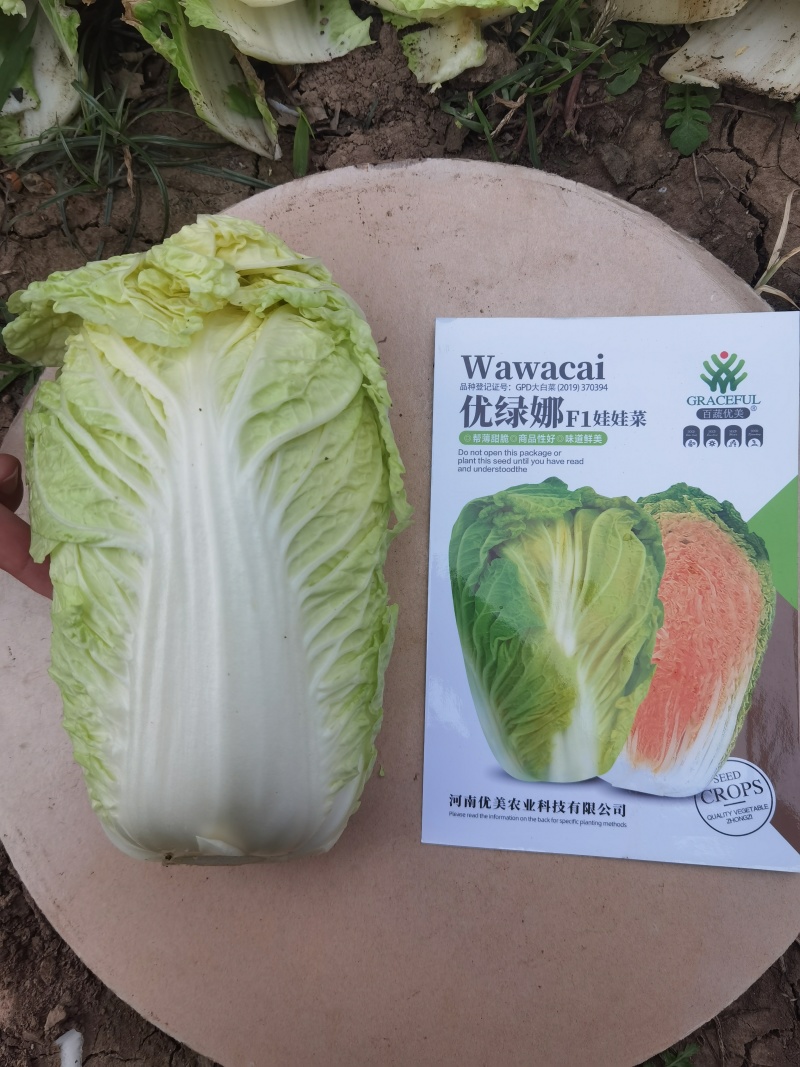华耐042优绿娜耐热金玉黄优质娃娃白菜种子