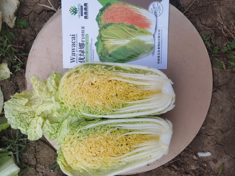 华耐042优绿娜耐热金玉黄优质娃娃白菜种子