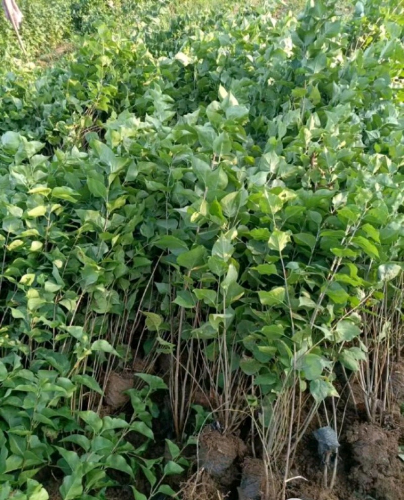 丁香苗陕西丁香苗树苗营养钵杯苗基地直销量大从优