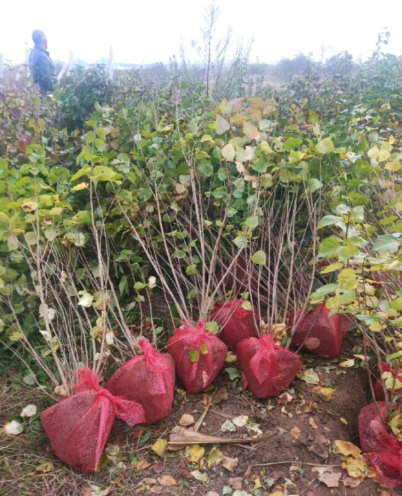 丁香苗陕西丁香苗树苗营养钵杯苗基地直销量大从优