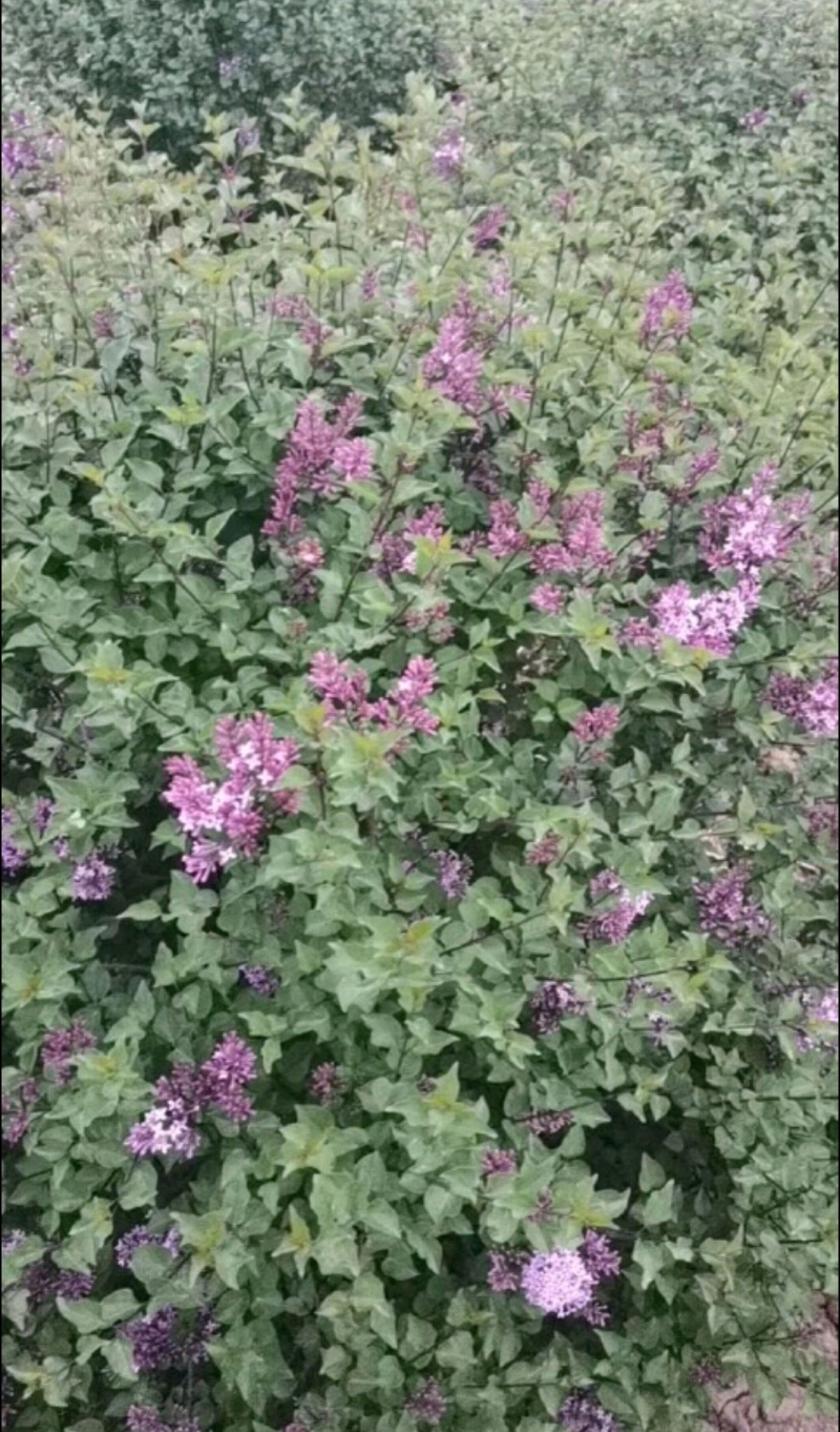 丁香苗陕西丁香苗树苗营养钵杯苗基地直销量大从优