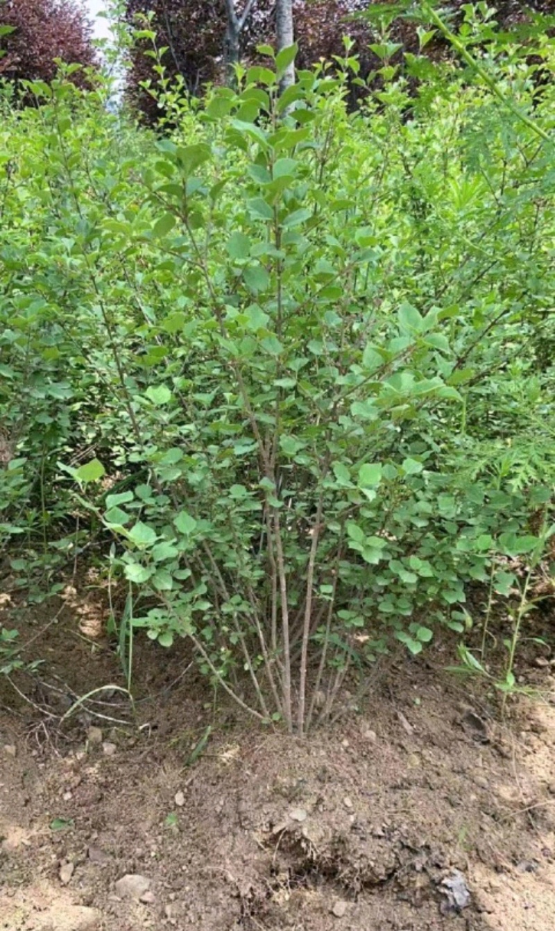 丁香苗陕西丁香苗树苗营养钵杯苗基地直销量大从优
