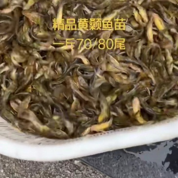 一斤60到100多尾的黄骨鱼苗