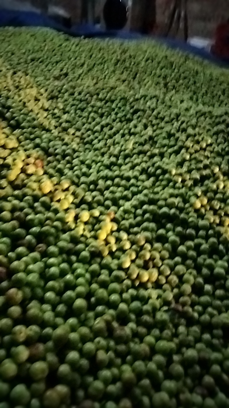 宜宾半边红