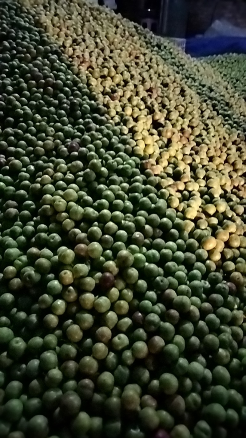 宜宾半边红