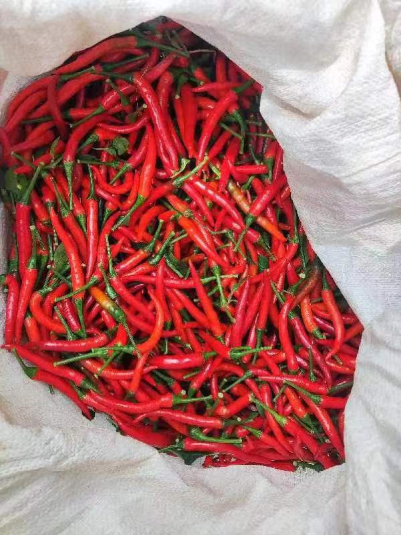 河南小米椒小米椒批发商超电商货，市场货一件代发