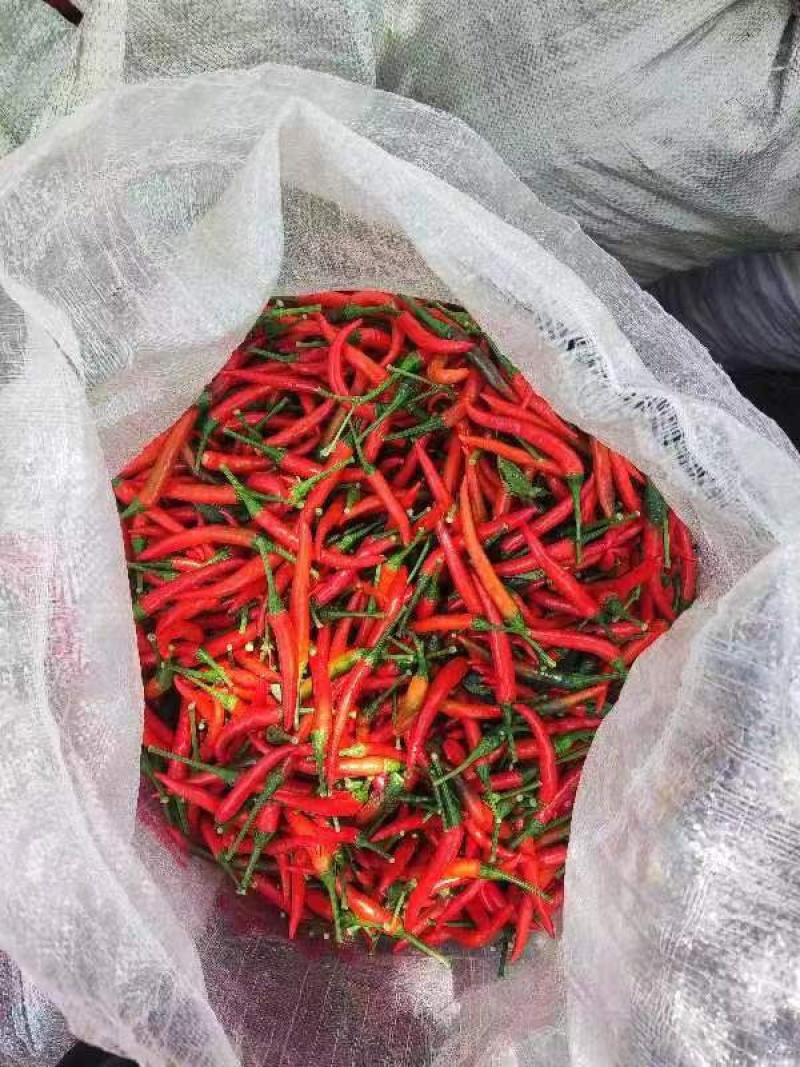 河南小米椒小米椒批发商超电商货，市场货一件代发