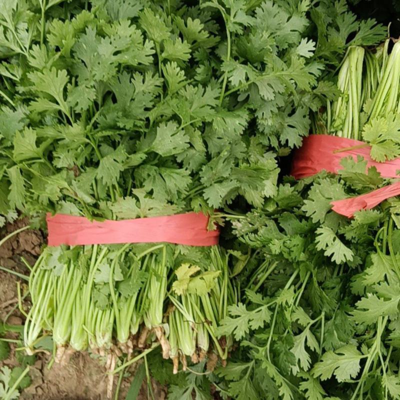 香菜，质量杠杠滴