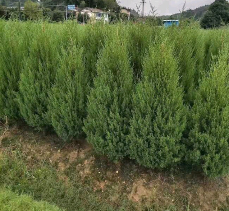 塔柏塔柏苗桧柏桧柏苗龙柏龙柏树苗各种规格