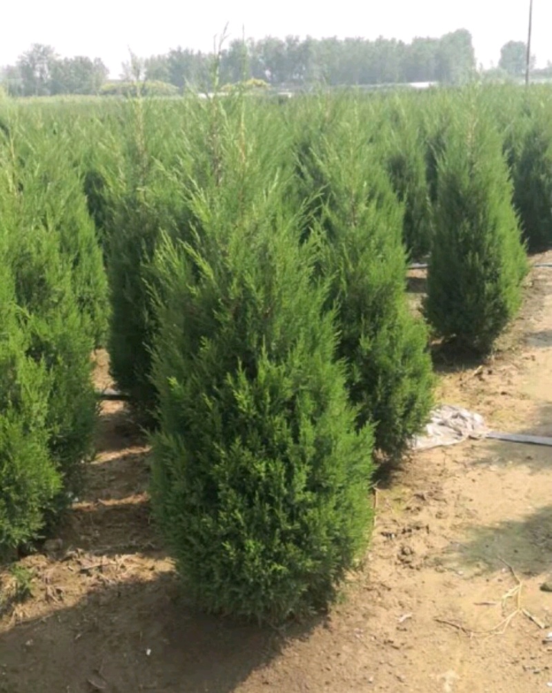 塔柏塔柏苗桧柏桧柏苗龙柏龙柏树苗各种规格