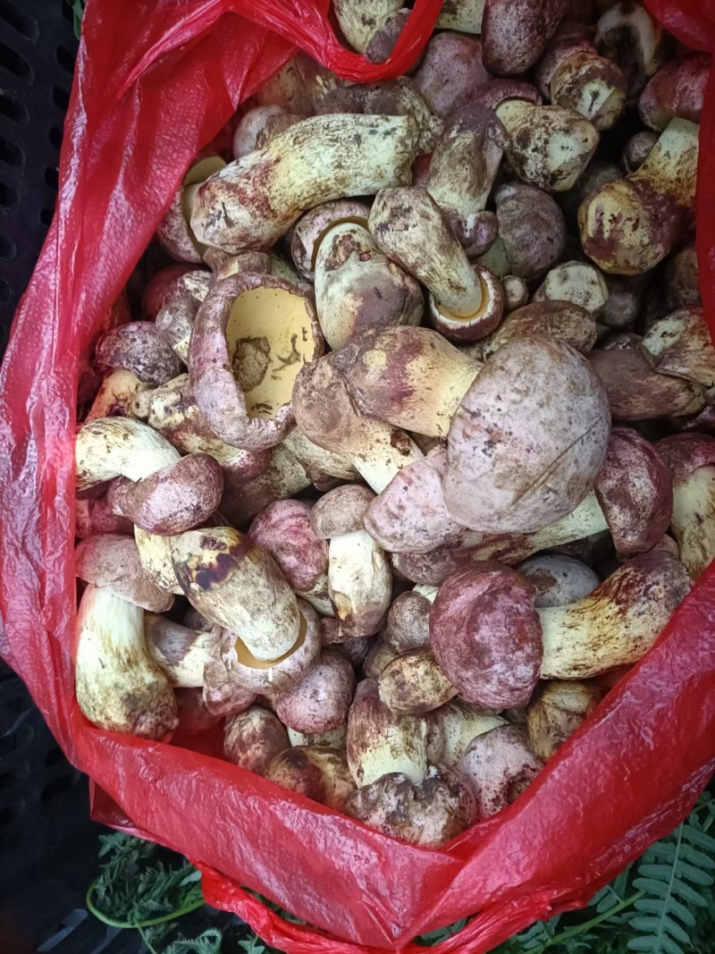 白葱菌